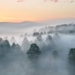 misty dawn in the national park deer streams